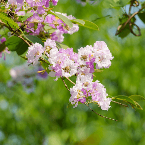 banaba