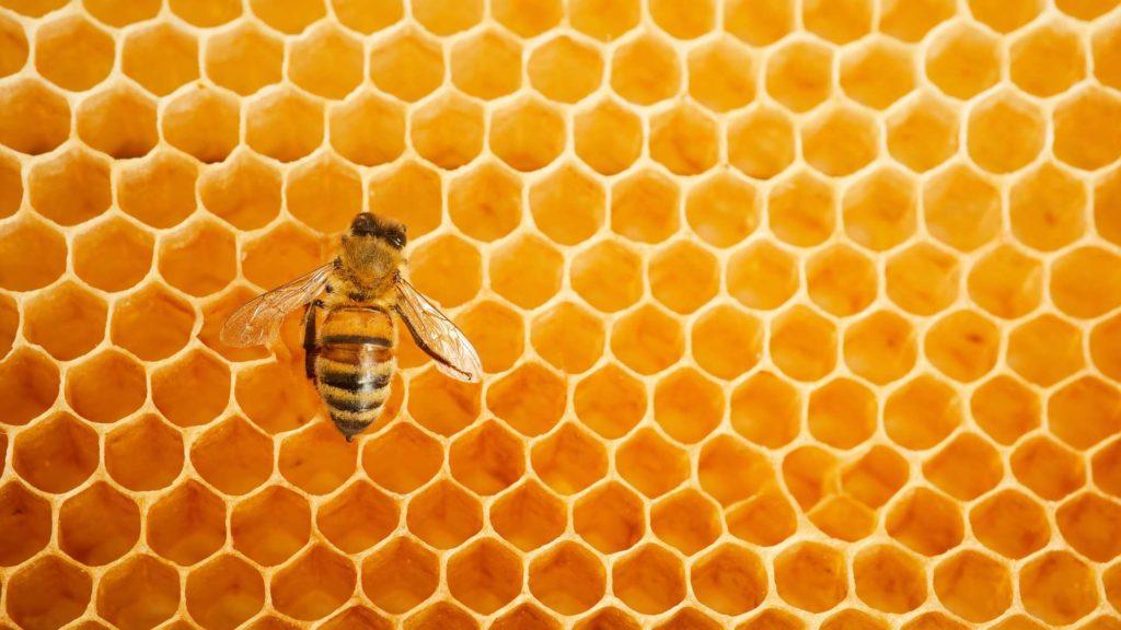ruche abeille seule