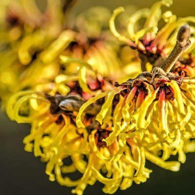 hamamelis