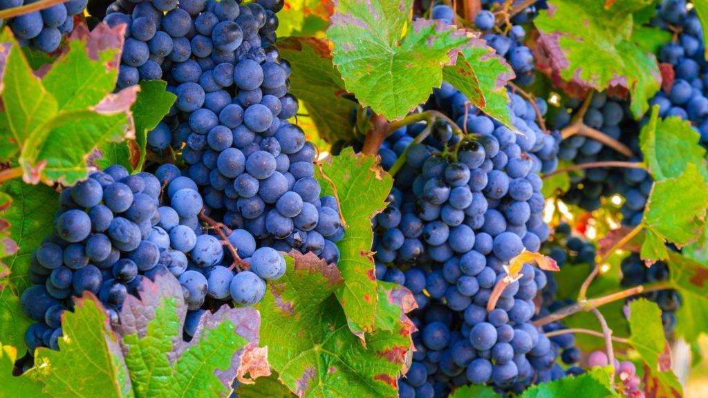 vigne rouge avec raisins