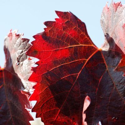 vigne-rouge-feuilles-infusion