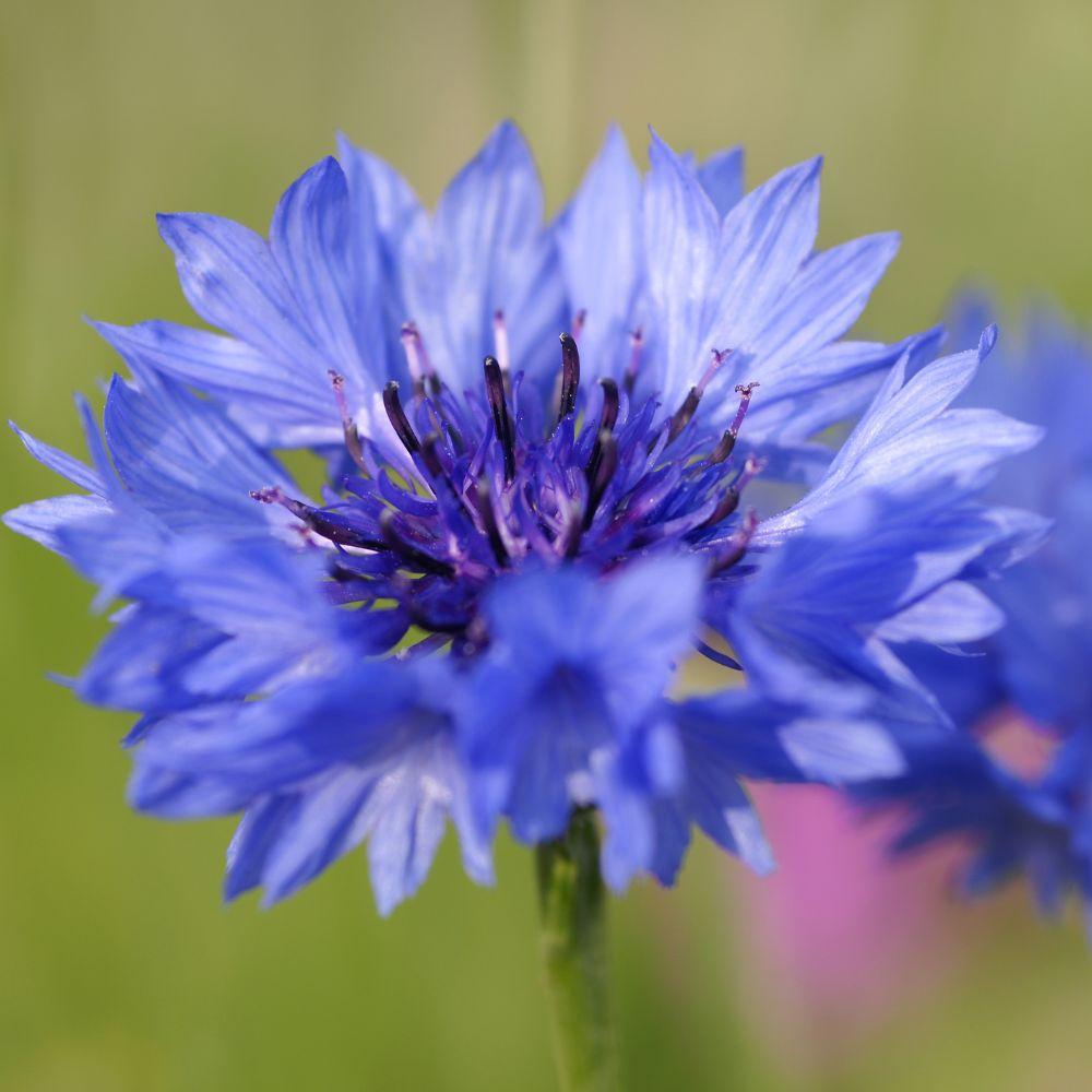 bleuet fleur