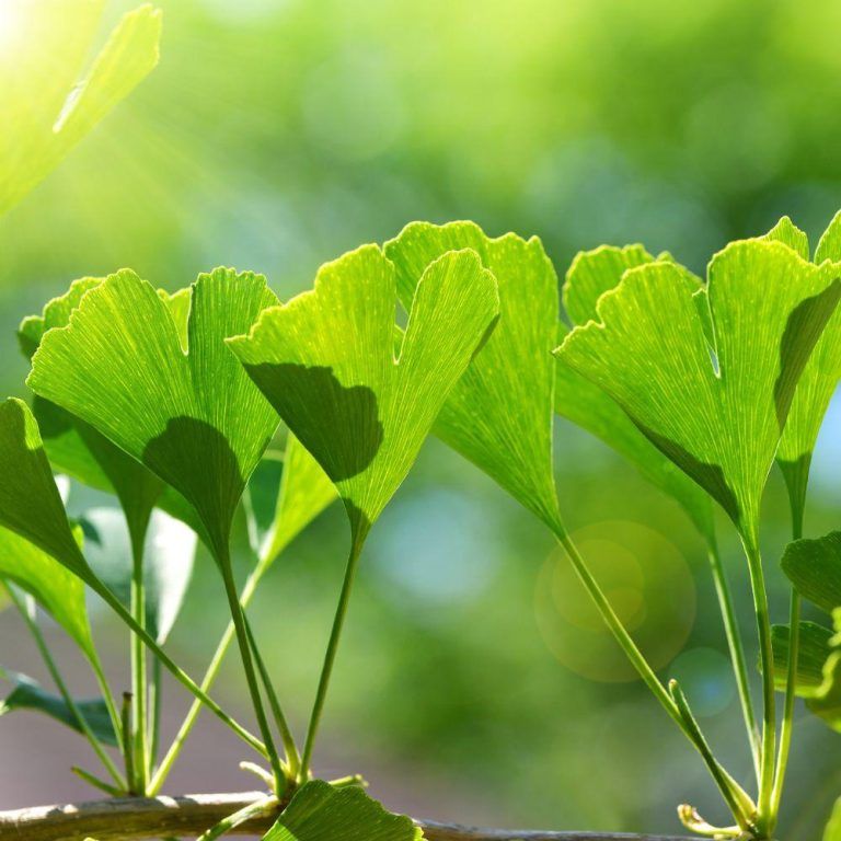 Les bienfaits du ginkgo biloba Le Mag NaturAvignon — free download