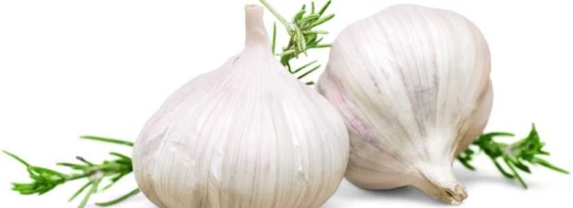 différence ail blanc ail noir