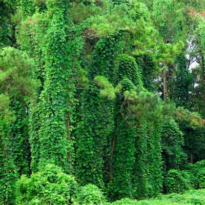 Kudzu