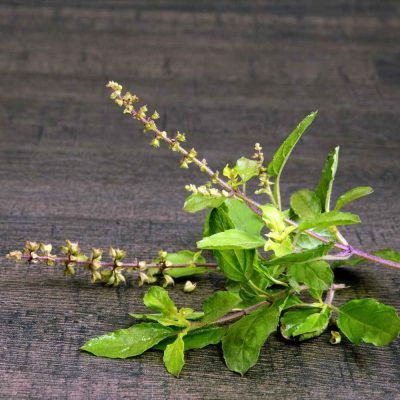 basilic-sacre-plantes-adaptogenes