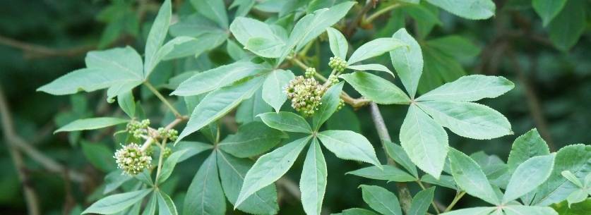 eleutherocoque-plante-adaptogene