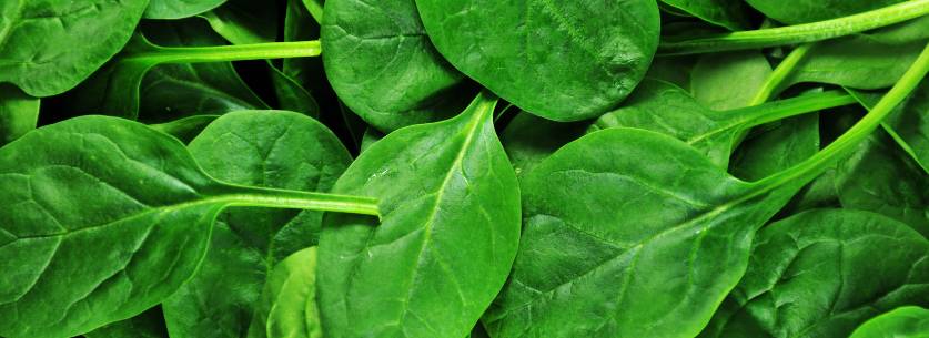 epinards-fort-en-magnesium