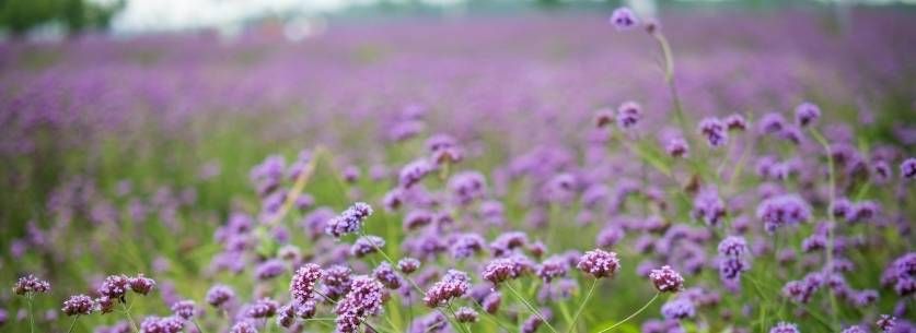 plantes-apaisante-infusion-verveine-sommeil (2)