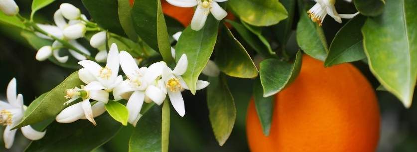 tisane-efficace-pour(dormir-plante-sommeil-fleur-oranger